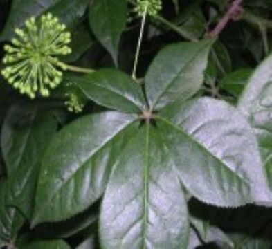 Siberian Gingseng P.E.